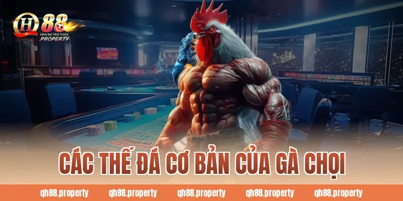 Các thế đá cơ bản của gà chọi