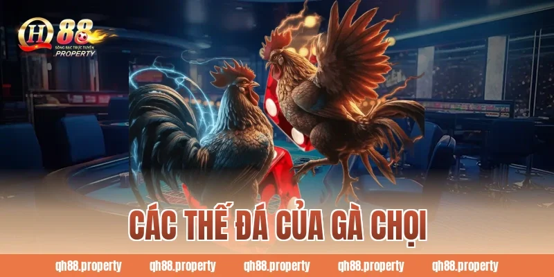 Các Thế Đá Của Gà Chọi Cần Biết Khi Tham Gia Cá Cược