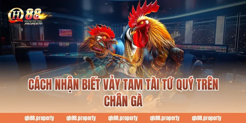 Cách nhận biết vảy tam tài tứ quý trên chân gà