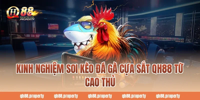 Kinh nghiệm soi kèo đá gà cựa sắt qh88 từ cao thủ