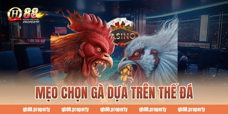 Mẹo chọn gà dựa trên thế đá
