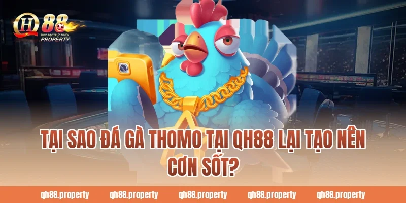 Tại sao đá gà Thomo tại QH88 lại tạo nên cơn sốt?